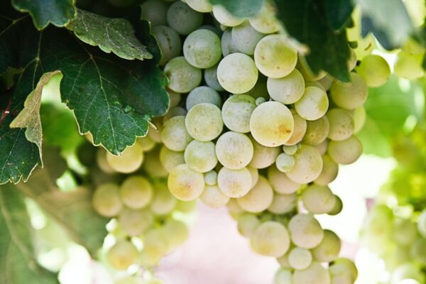 <b class="orden">8</b>Cata de cepas blancas I